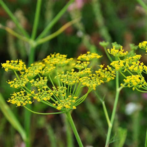 Foeniculum Vulgare