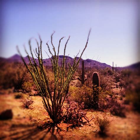 Beautiful Sonoran Desert in Southern Arizona | Sonoran desert, Country ...