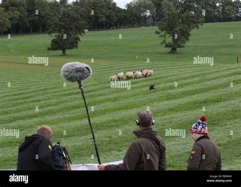 Sheep dog trials gill hall 2018 hi-res stock photography and images - Alamy