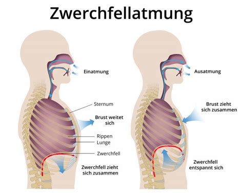 Schmerzen Am Zwerchfell Ursachen Beschwerden Behandlung