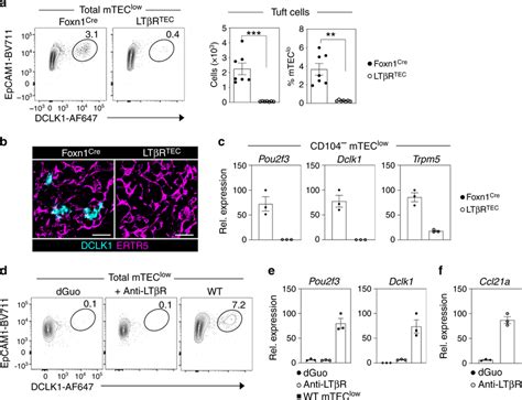 Ltβr Regulates Thymic Tuft Cell Development A Intracellular Staining Of