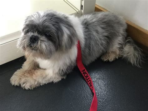 Billys Story Southern Shih Tzu Rescue