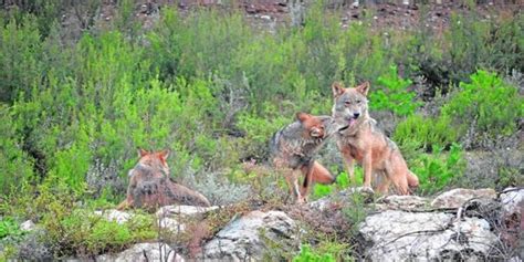 El Parlamento Insta A Paralizar El Veto A La Caza Del Lobo