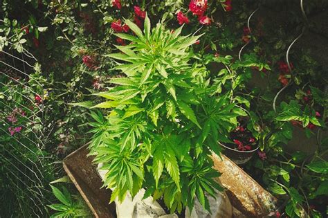 The Ultimate Guide To Growing Organic Cannabis RQS Blog