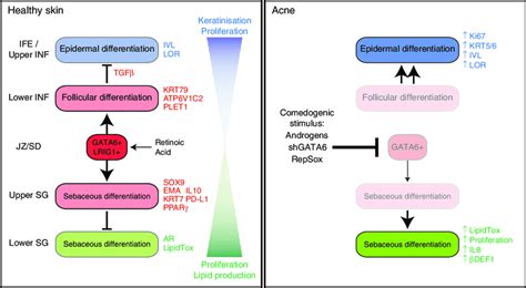 GATA6 activates TGFβ pathway to repress IFE fate a b Bright field