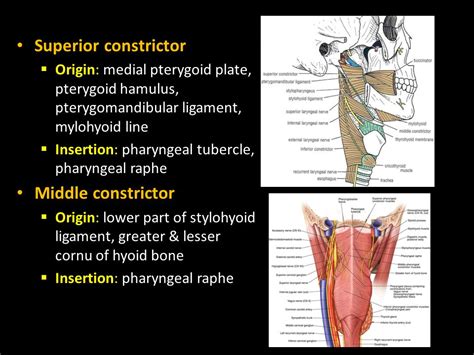 Superior Constrictor Muscle