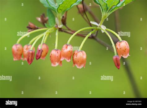 Menziesie -Fotos und -Bildmaterial in hoher Auflösung – Alamy