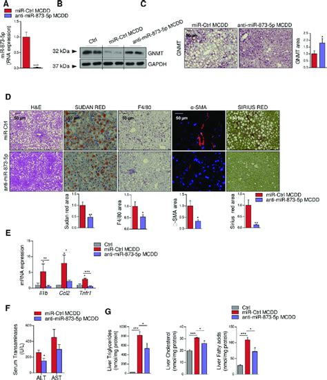 Mir P Inhibition In Vivo Recovers Gnmt Expression And Reduces