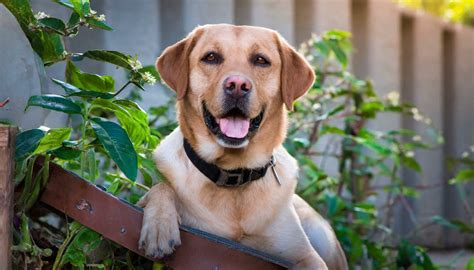 What is special about Labrador? - homepetguide.com
