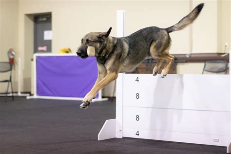 What Are Dog Agility Trials