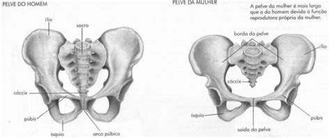 Estrutura óssea pélvica masculina e feminina Download Scientific Diagram