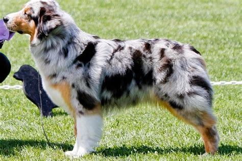 Why Do Australian Shepherds Have Docked Tails? | Anything German Shepherd