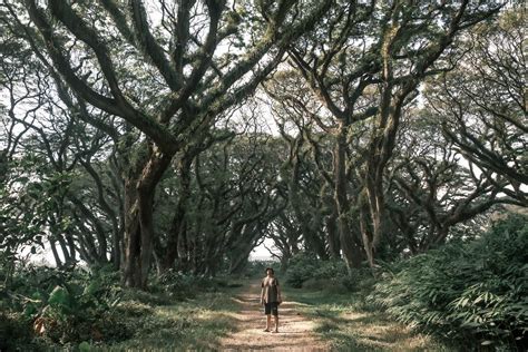 Hutan De Djawatan Benculuk Wisata Bernuansa Magis Jagoan Indonesia