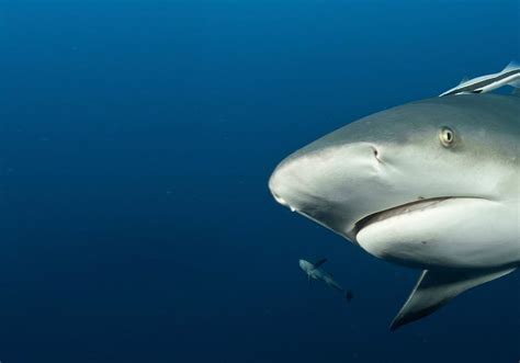 River Monster Bull Shark