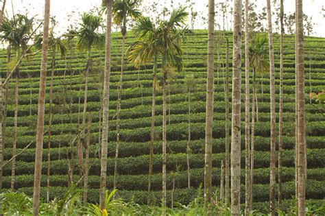 Tea Gardens Of Wayanad Kerala South India Stock Photo Download Image