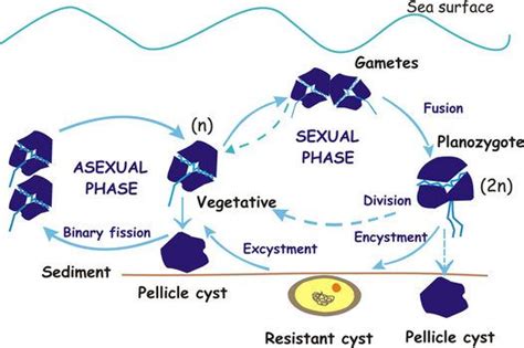 Dinoflagellates Have A Haplontic Life Cycles Life Cycles Cycle Life