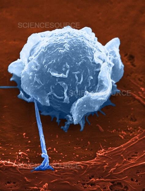 Photograph Human Macrophage SEM Science Source Images