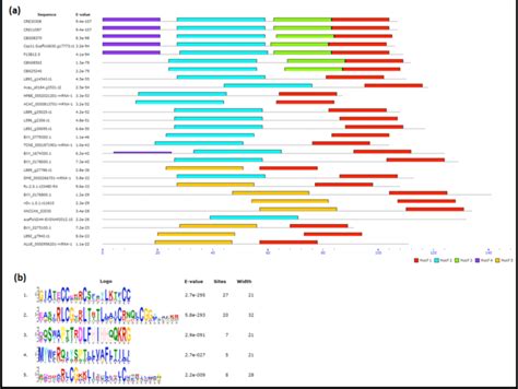 Conserved motif analysis using MEME. (a) Conserved motifs found in ... 