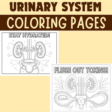 Human Urinary System Activities - Labeling Worksheets Resources for