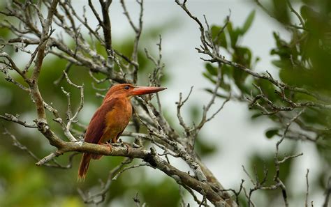 Sundarbans Diaries | FramesOfNature