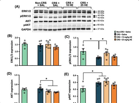 Western Blot Analysis Of Proteins Associated With Creb Phosphorylation