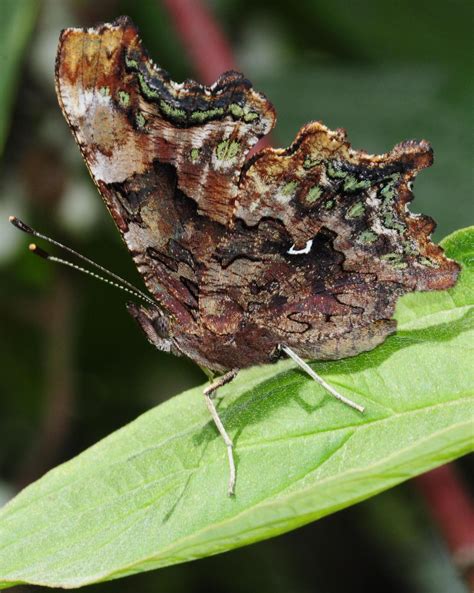 BirdsEye Photography: Review Photos