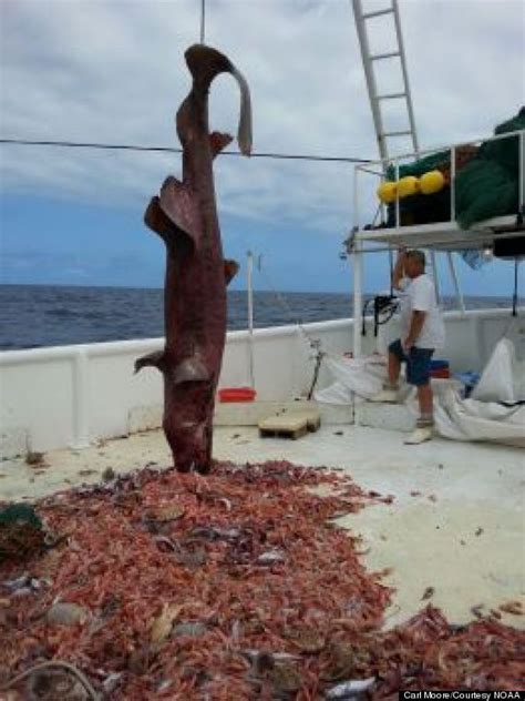 Rare Goblin Shark Caught By American Shrimp Fisherman | HuffPost Weird News