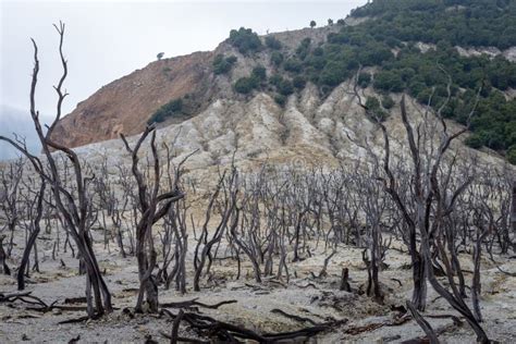 Dead Forest Of Mount Papandayan Is The Most Popular Place For Tourist