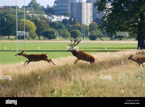 A Red Stag And Hinds In Richmond Park During The Rutting Season In