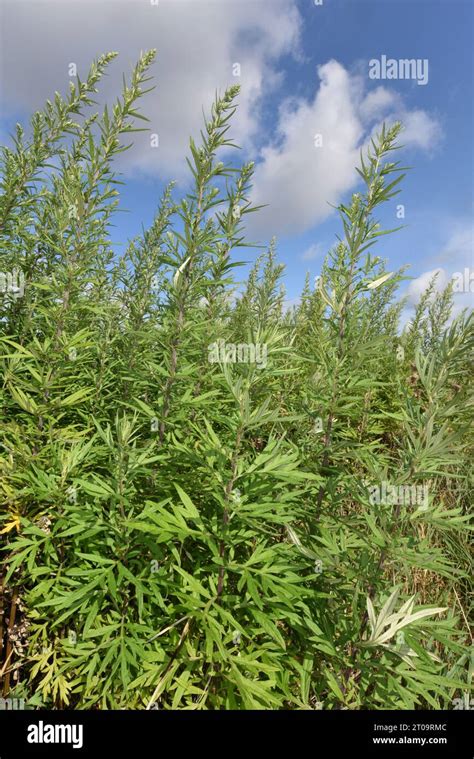 Chinese Mugwort Artemisia Verlotiorum Stock Photo Alamy