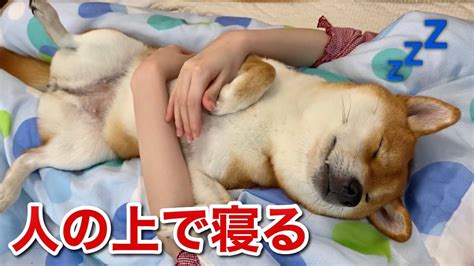 【柴犬】布団で寝てる飼い主の上でとても幸せそうに爆睡する犬 Youtube