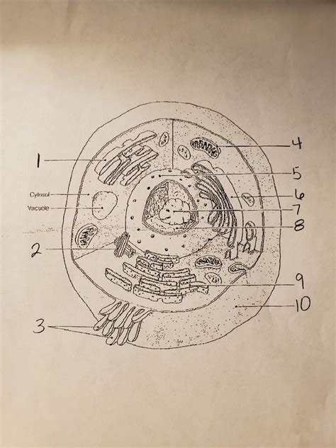 Cell Diagram | Quizlet