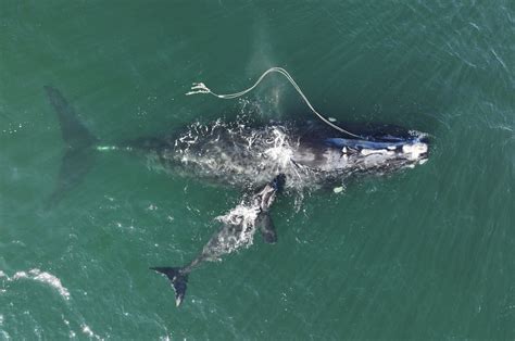 US judge orders more protection for critically endangered whales ...