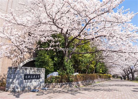 首都大学東京の桜並木 ワイド 写真素材 5467257 フォトライブラリー Photolibrary