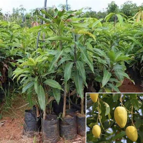 Agro Alive Dasheri Mango Plant Grafted Fruit Live Plants And Tree