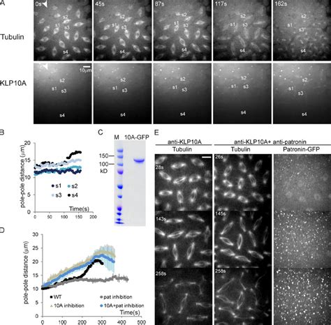 Functional Antagonism Between Patronin And Klp10a Ac Excess