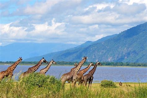 Safari Por El Parque Nacional Del Lago Manyara Desde Arusha