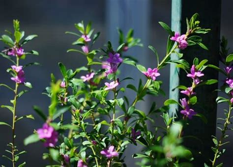 クルメツツジ（久留米躑躅）｜メイの気まぐれ植物図鑑