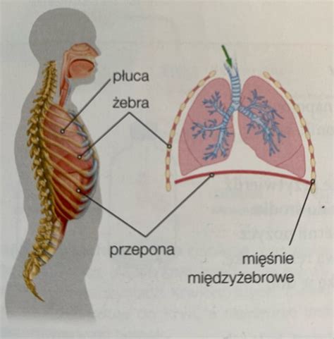 Układ oddechowy Flashcards Quizlet