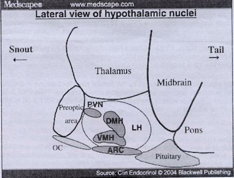 Hypothalamic Nuclei Involved In Energy Homeostasis Lateral View Arc