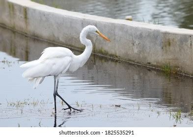 32 Malibu Stork Images, Stock Photos & Vectors | Shutterstock