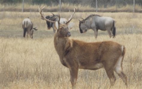 Home Lonesome Bull Ranch