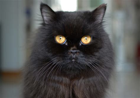 Black Persian Cat: Info, Pictures, Facts & History - Catster