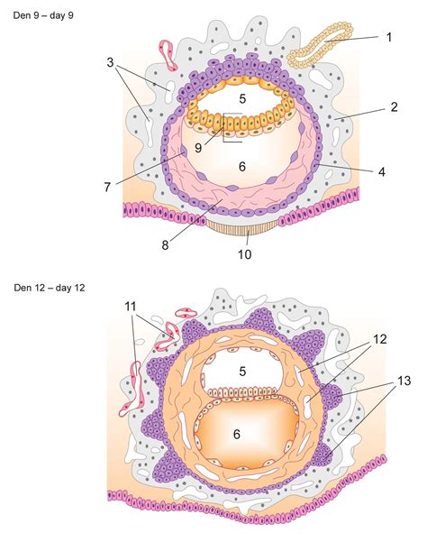 Lf Zlhe C Histologie A Embryologie I Cvi En