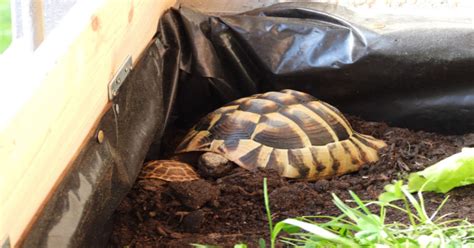 How To Set Up A Russian Tortoise Habitat