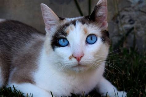 Ojos Azules: All About the Ojos Azules Cat Breed