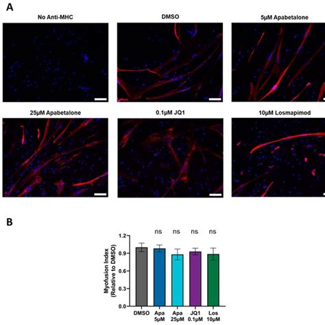 Immunofluorescent Images Of Myosin Heavy Chain Mhc And Dapi Stained