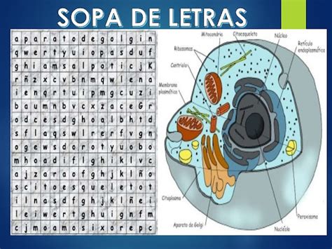 El Maravilloso Mundo De Las Ciencias Sopa De Letras De La Celula