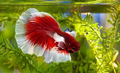 Halfmoon Betta Care Guide Pictures Lifespan More Hepper