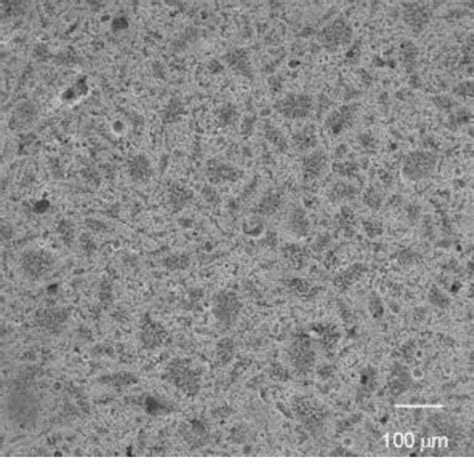 Sem Micrograph Of Glass Ceramic Treated At 800 C 40 Min Download Scientific Diagram